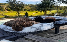 Cockapoo dogs for sale: Lovely litter cockapoo  - Image 9
