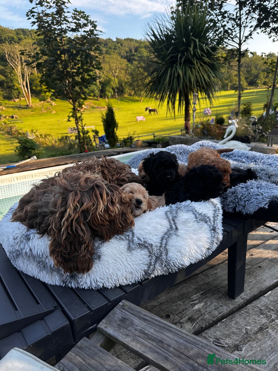 Cockapoo dogs for sale: Lovely litter cockapoo  - Image 9