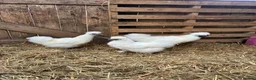 Chickens poultry for sale: Silkie breeding pair  in Cairndow - Advert 7