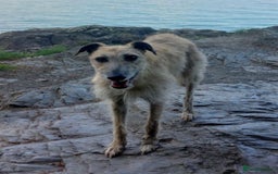 Lurcher dogs for sale: Lurcher long an short wired puppies - Image 12