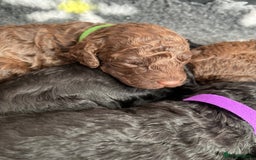 Cockapoo dogs for sale: Stunning F1b cockapoos - Image 7