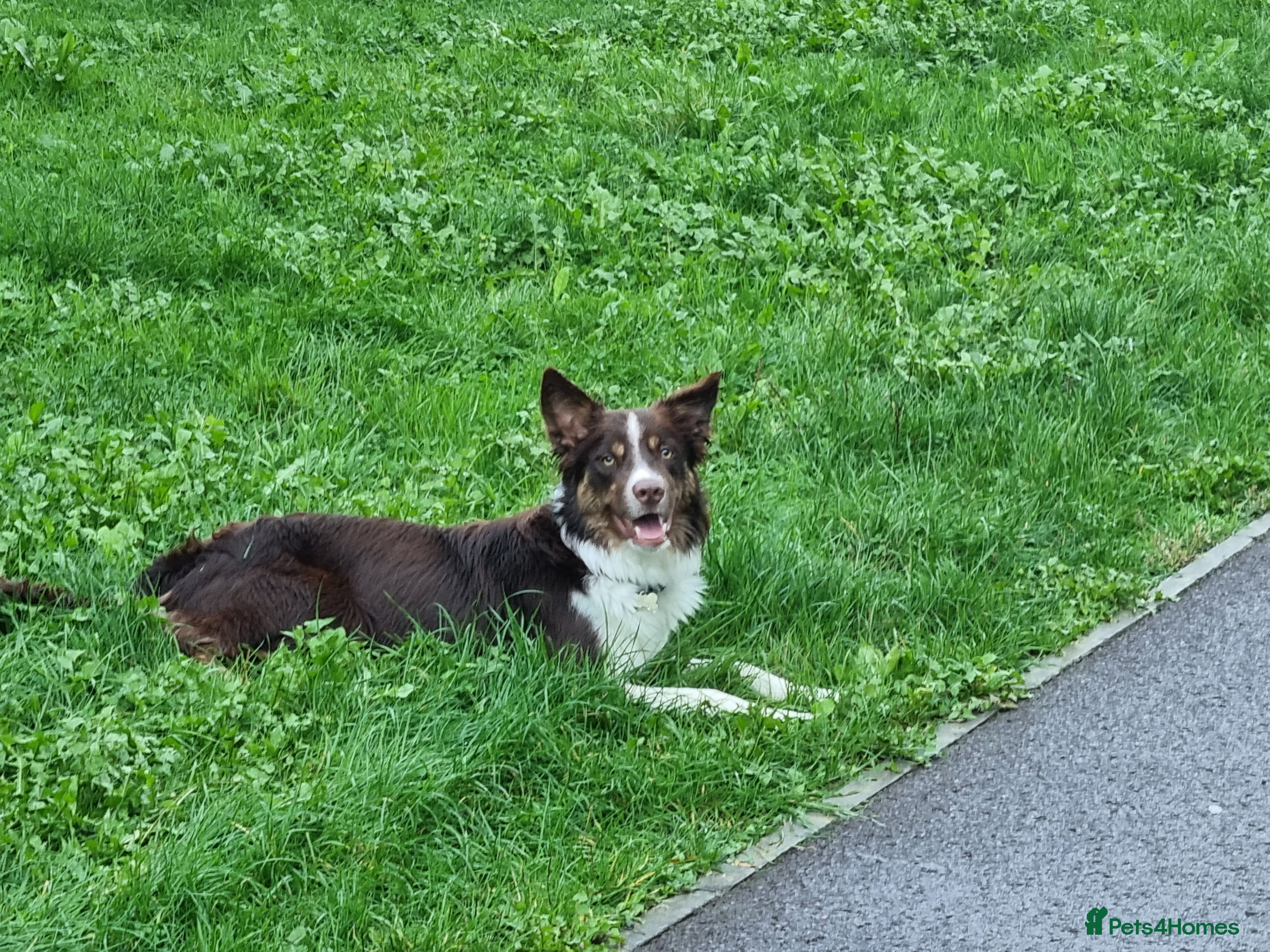 Border Collie dogs Border collie for stud  in Trowbridge - Advert 8