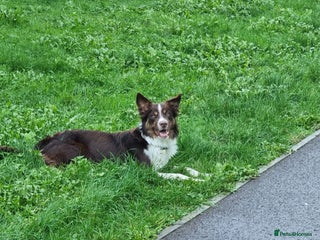 Border Collie dogs in Trowbridge - Advert 1