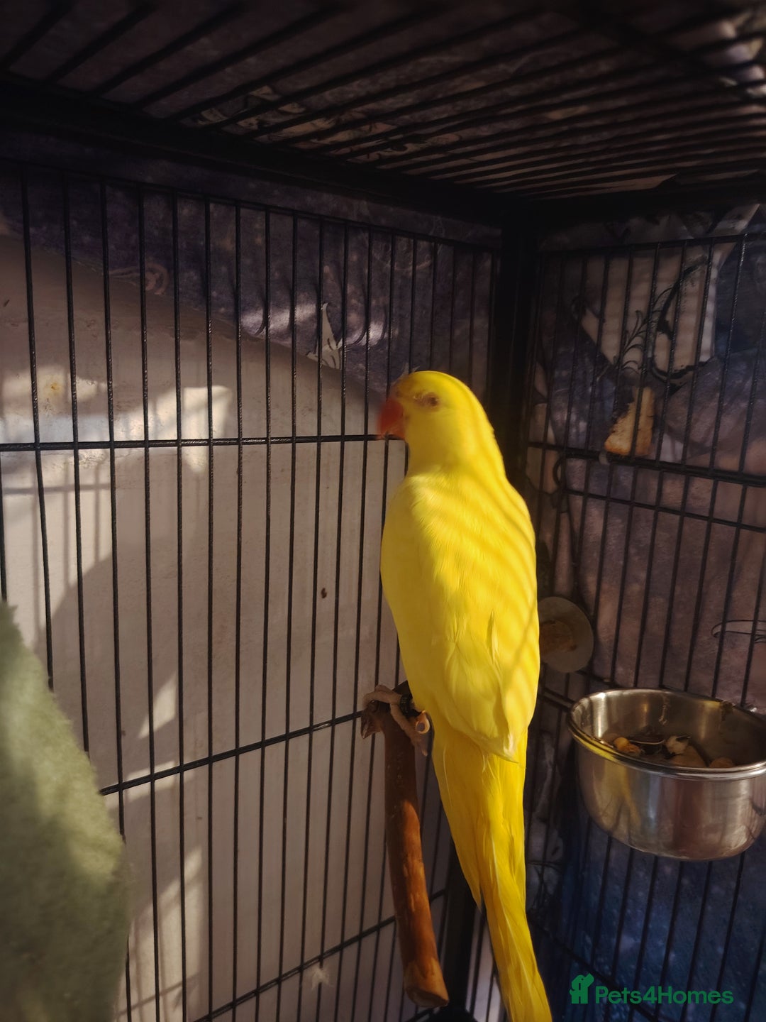 Ringnecks birds for sale: Baby ring kneck - Advert 1