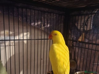 Ringnecks birds Baby ring kneck - Advert 1