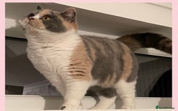 British Shorthair cats for sale: ⭐️Beautiful GCCF British Shorthair Male kitten - Image 2