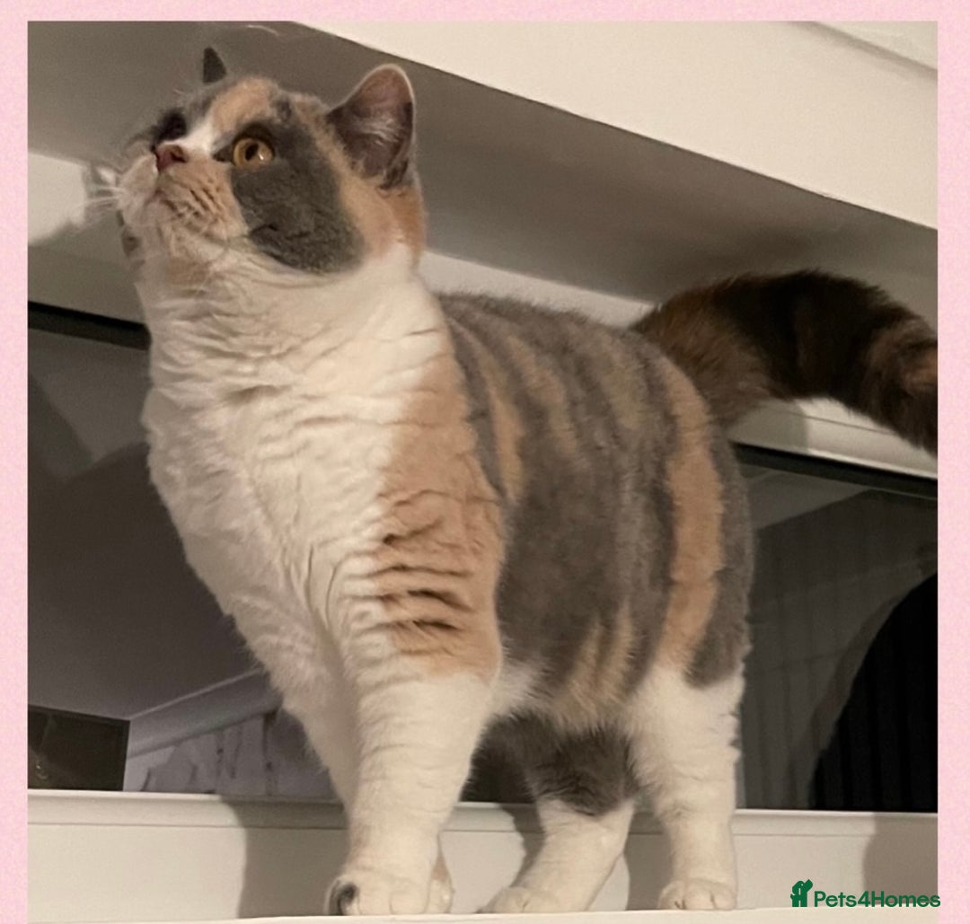 British Shorthair cats for sale: ⭐️Beautiful GCCF British Shorthair Male kitten - Image 2