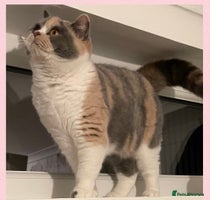 British Shorthair cats - Advert 11