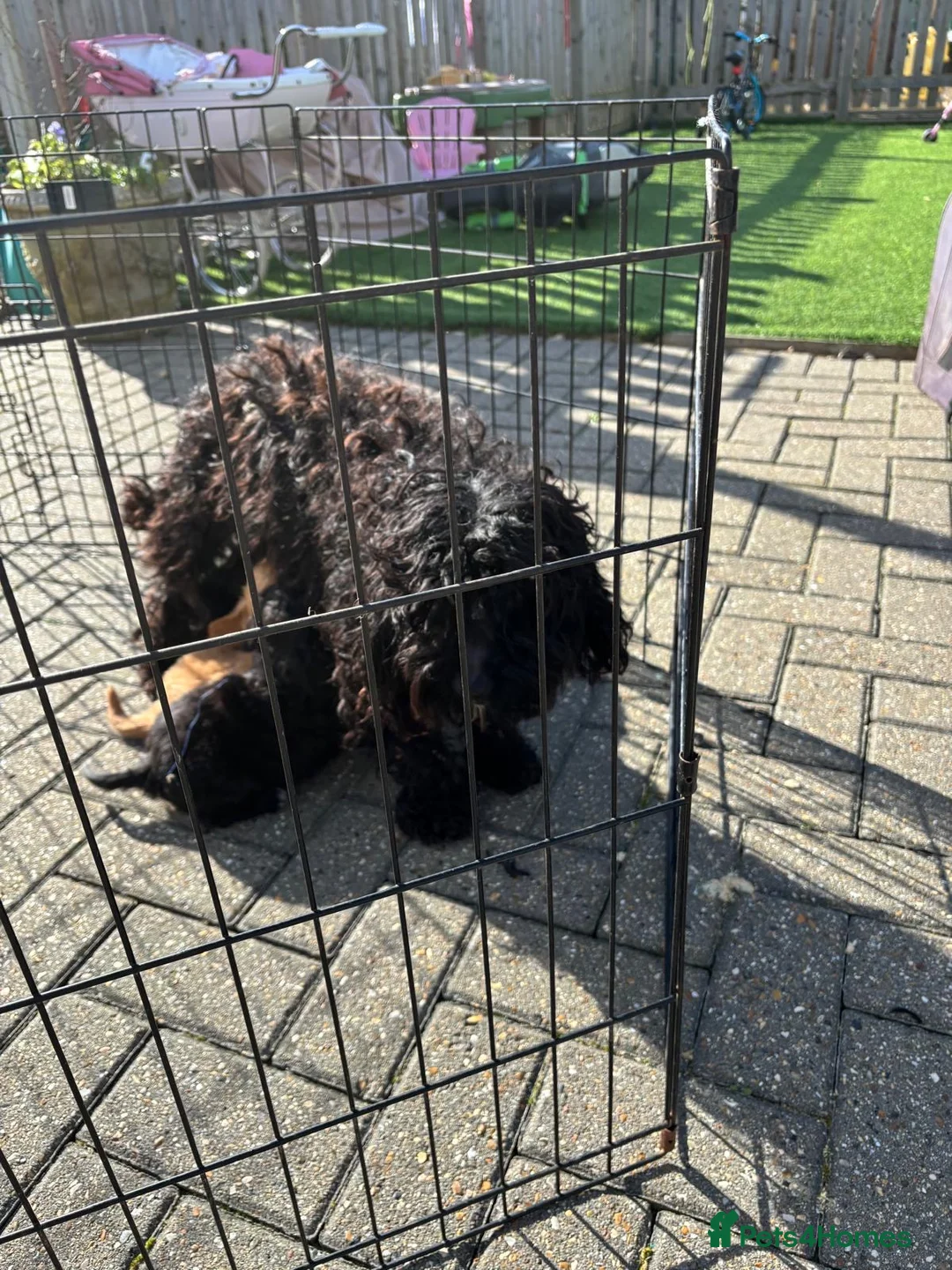 Cockapoo dogs for sale: Cockapoo puppies  in Slough - Advert 2