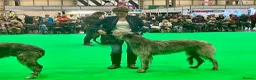 Deerhound dogs for stud: Pedigree Scottish Deerhound stud - Advert 4