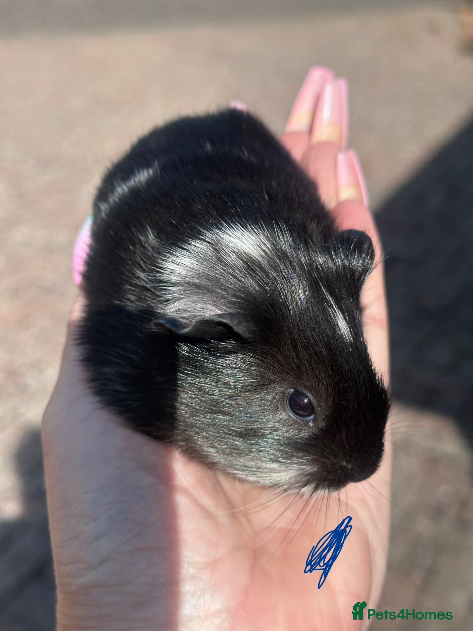 Guinea Pig rodents Gorgeous baby Guineapigs  - Advert 2