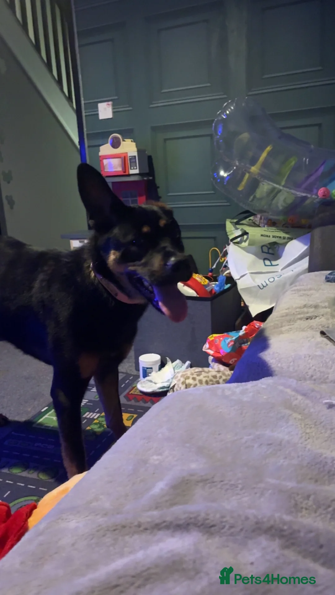 Mixed Breed dogs for sale: Rocksy - Advert 1