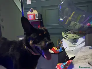 Mixed Breed dogs Rocksy - Advert 1