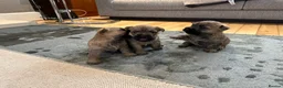 Cairn Terrier dogs for sale: Cairn terrier pups  - Advert 11