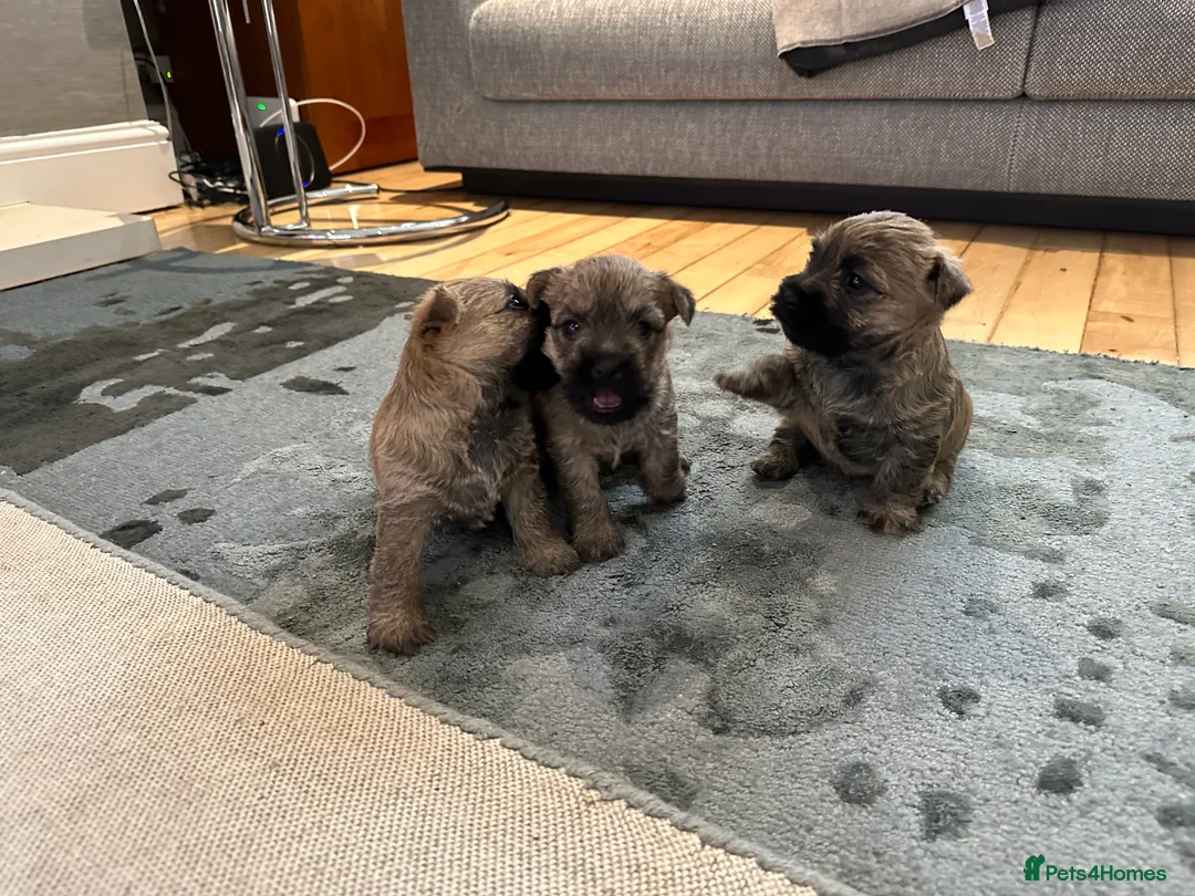 Cairn Terrier dogs for sale: Cairn terrier pups  - Advert 11
