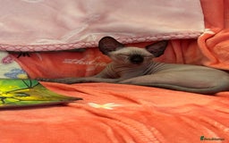 Sphynx cats for sale: Sphynx kittens - Image 4