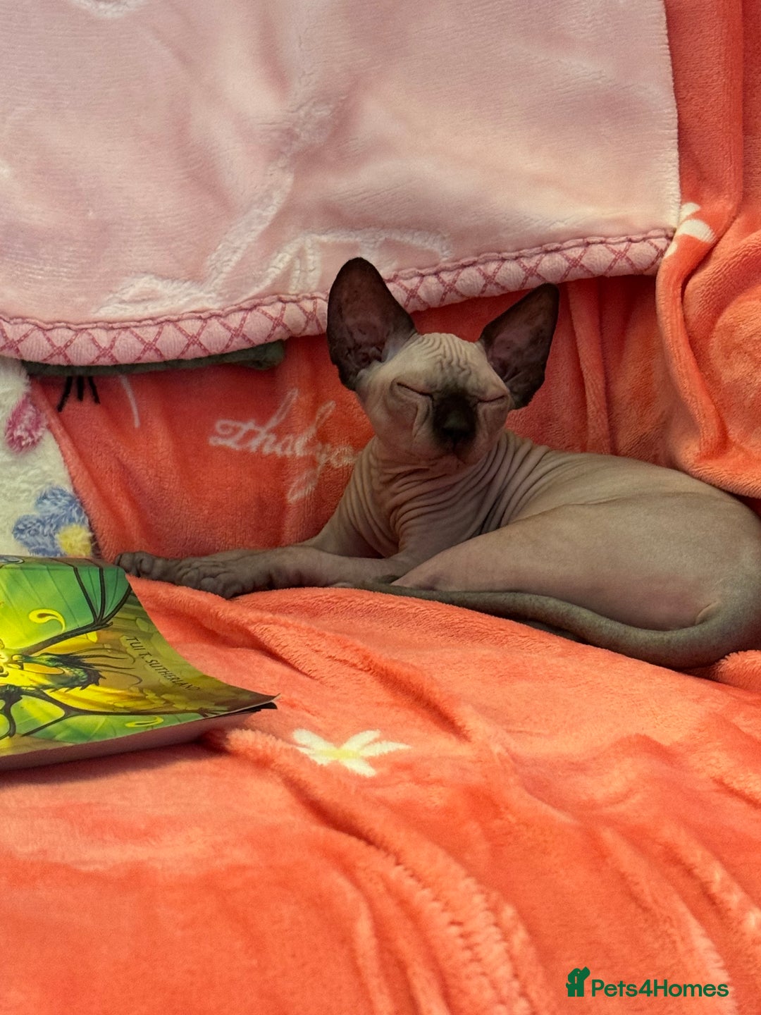 Sphynx cats for sale: Sphynx kittens - Image 4
