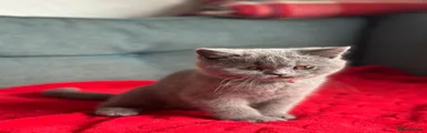 Micah
