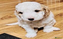 Cockapoo dogs for sale: F3 cockapoo  - Image 6