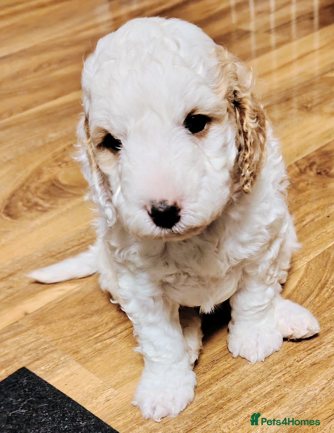 Cockapoo dogs for sale: F3 cockapoo  - Image 6