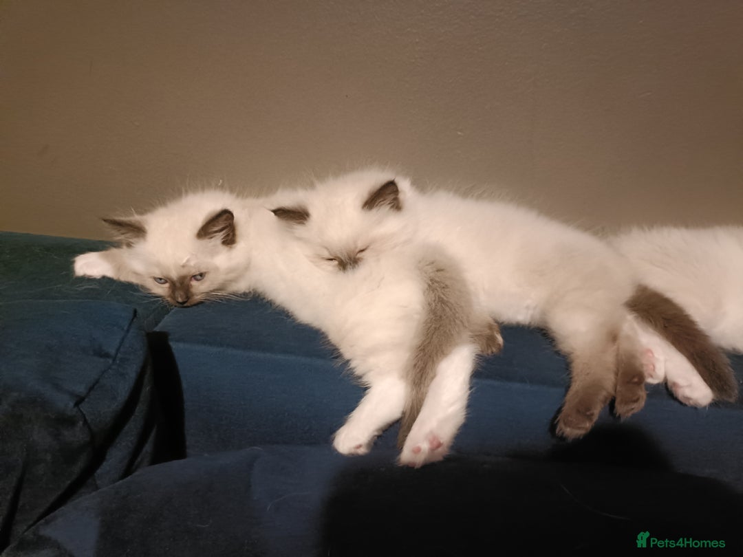 Ragdoll cats for sale: 💞 Beautiful Ragdoll 💞 - Image 14