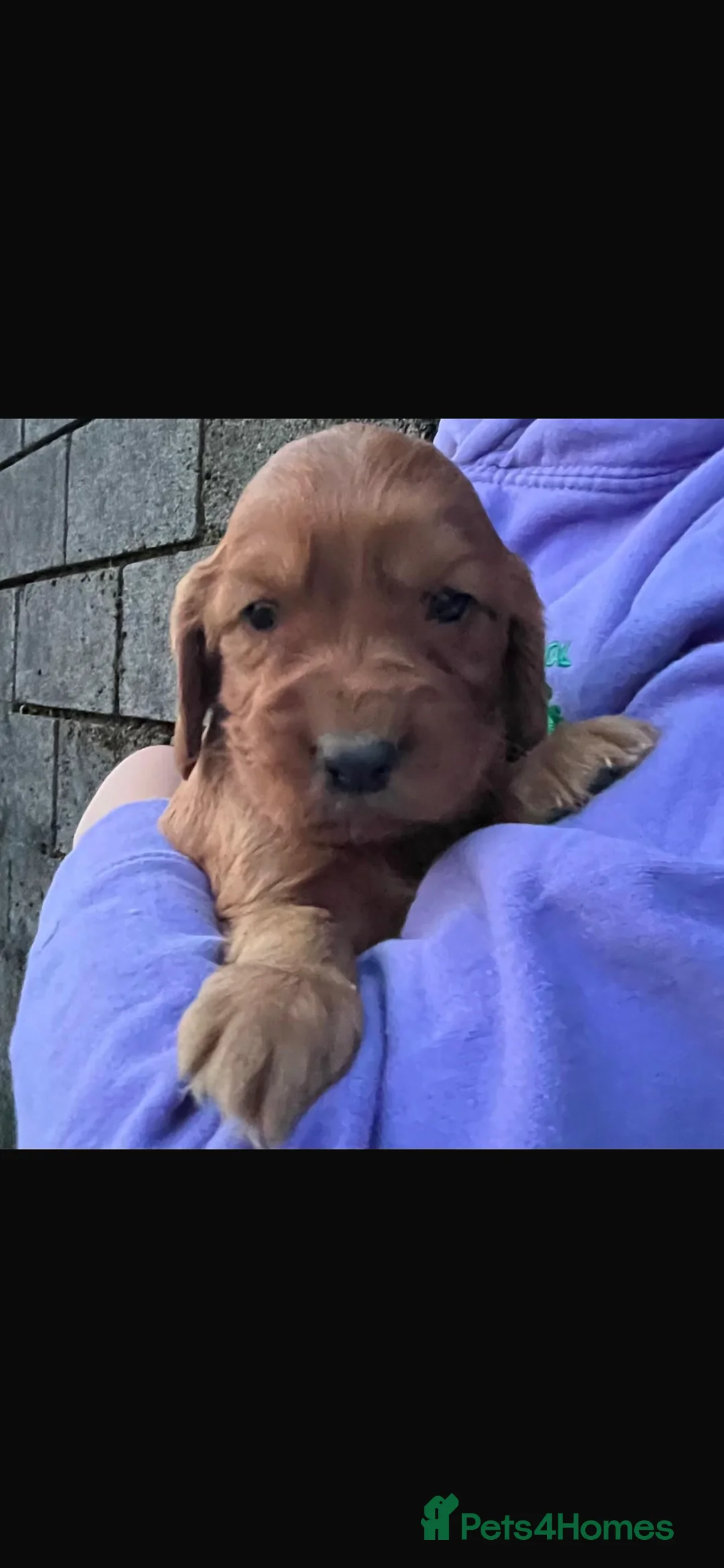 Cocker Spaniel dogs for sale: Beautiful pure cocker spaniels - Advert 1