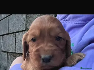 Cocker Spaniel dogs Beautiful pure cocker spaniels - Advert 1