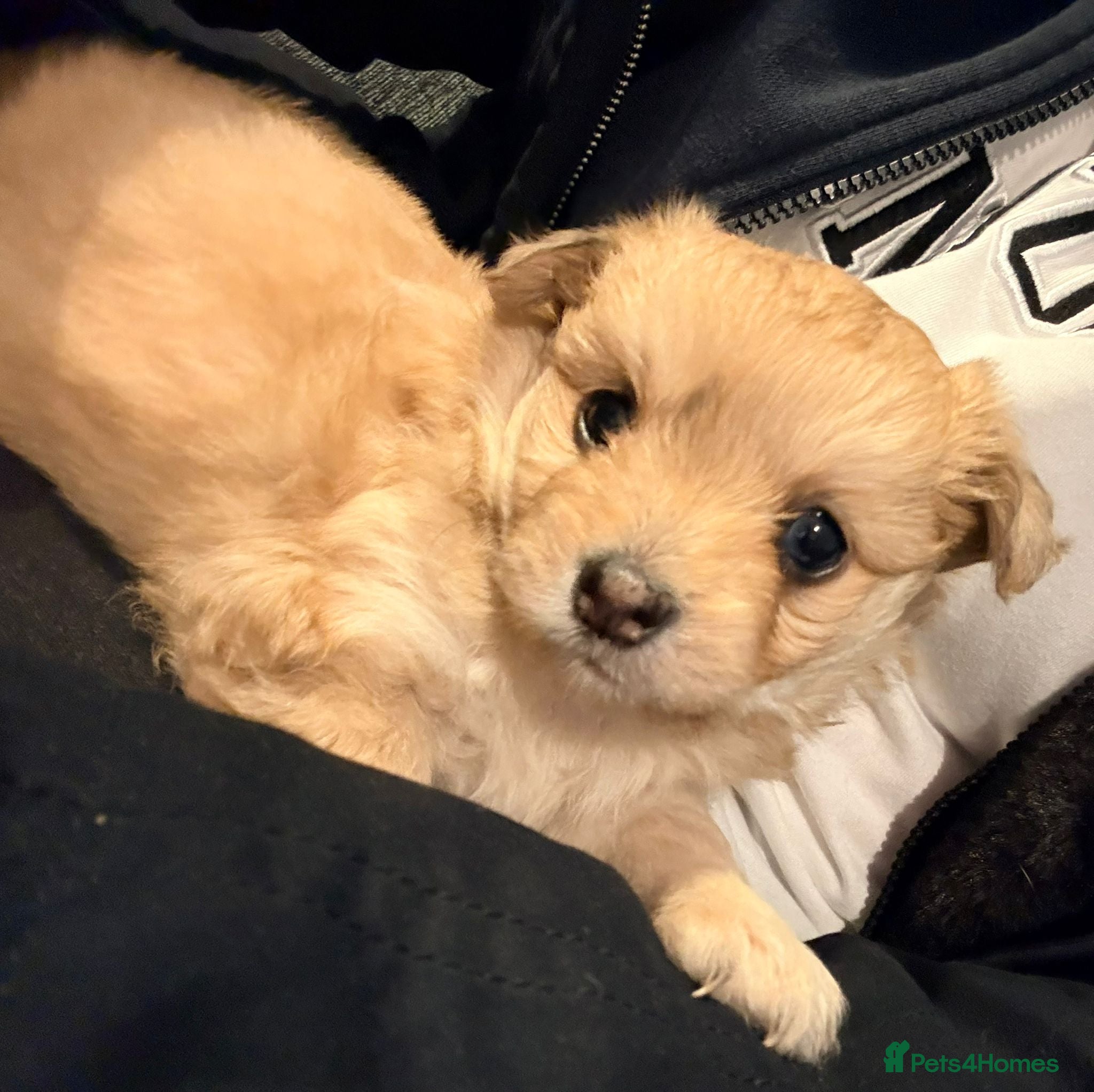 Maltipom dogs Maltipoms - Advert 1