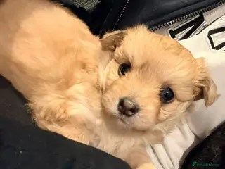 Maltipom dogs Maltipoms - Advert 13