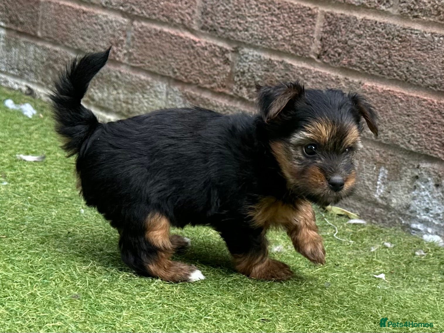 Yorkshire Terrier dogs Gorgeous litter of Yorkshire terriers - Advert 2