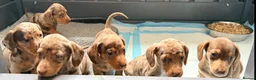 Miniature Dachshund dogs for sale: Outstanding miniature dapple dachshund puppies - Advert 7