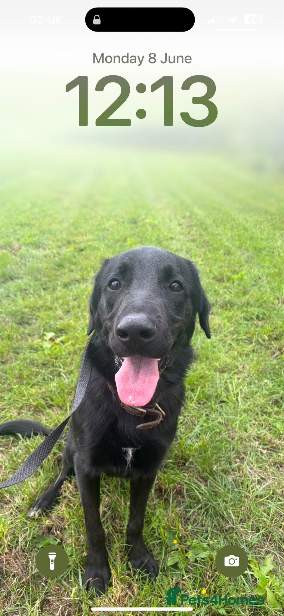 Sheprador dogs Rocky Rehoming x - Advert 1