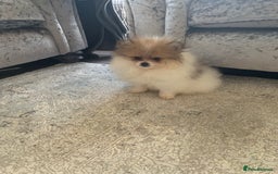 Pomeranian dogs for sale: Fluffy Pomeranian puppies - Image 2
