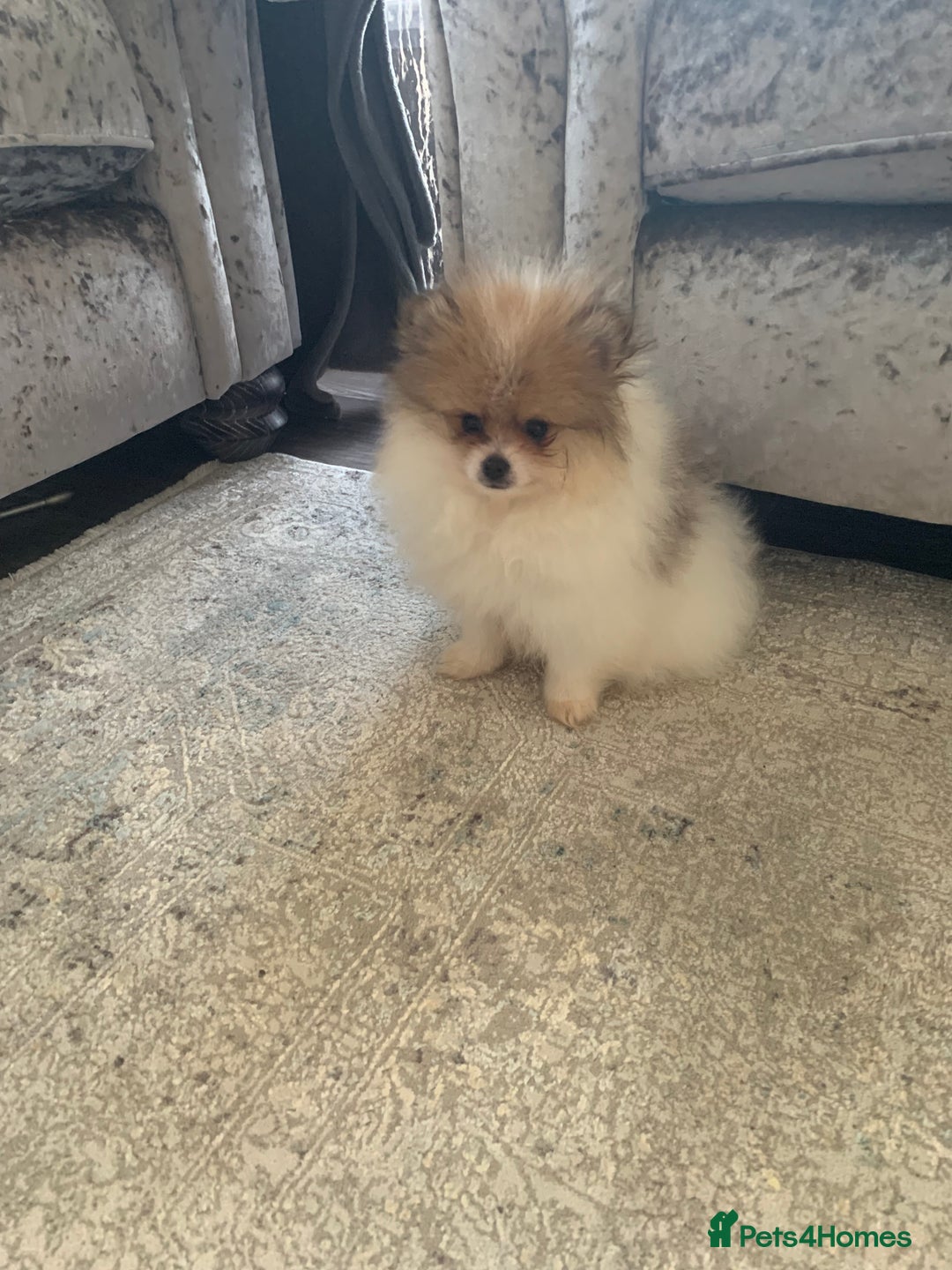 Pomeranian dogs for sale: Fluffy Pomeranian puppies - Image 2