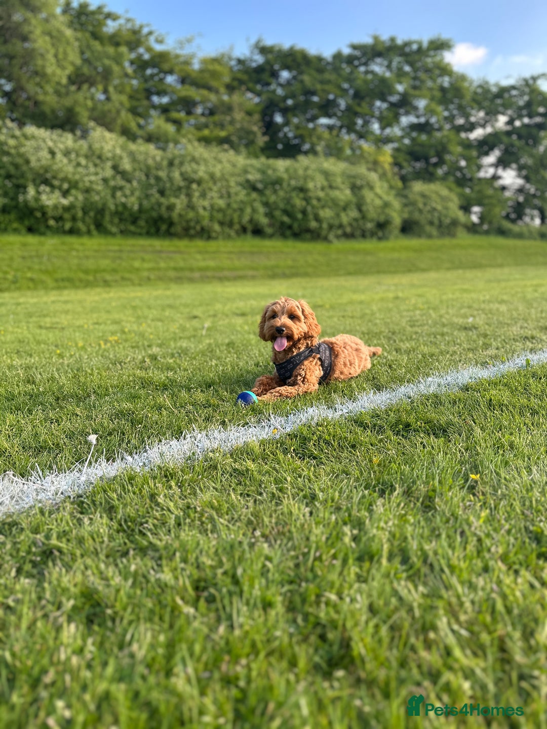 Cockapoo dogs for stud: Bear – DNA Tested Cockapoo Stud (Poodle-Dominant) - Advert 31