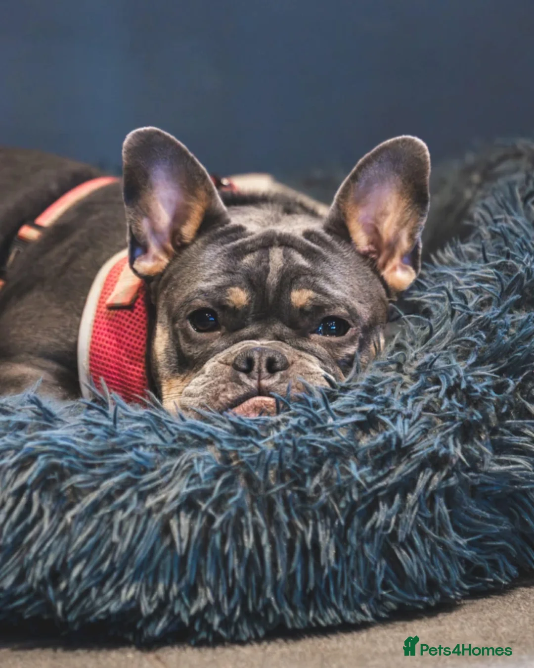 Mixed Breed dogs for sale: Maggie frenchy x - Advert 3