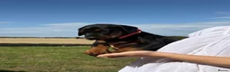 Dobermann dogs for sale: Beautiful, Healthy Doberman Puppies  - Advert 27