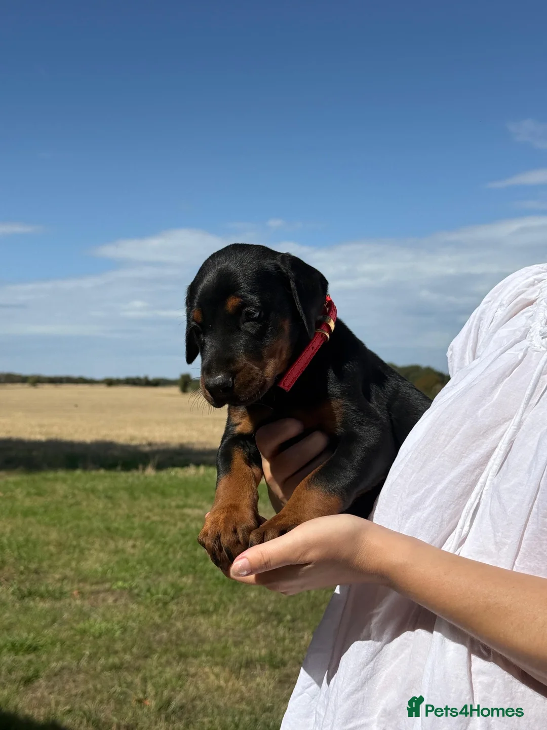 Dobermann dogs for sale: Beautiful, Healthy Doberman Puppies  - Advert 27