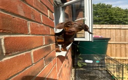 Miniature Dachshund dogs for sale: Miniature dachshund  - Image 5