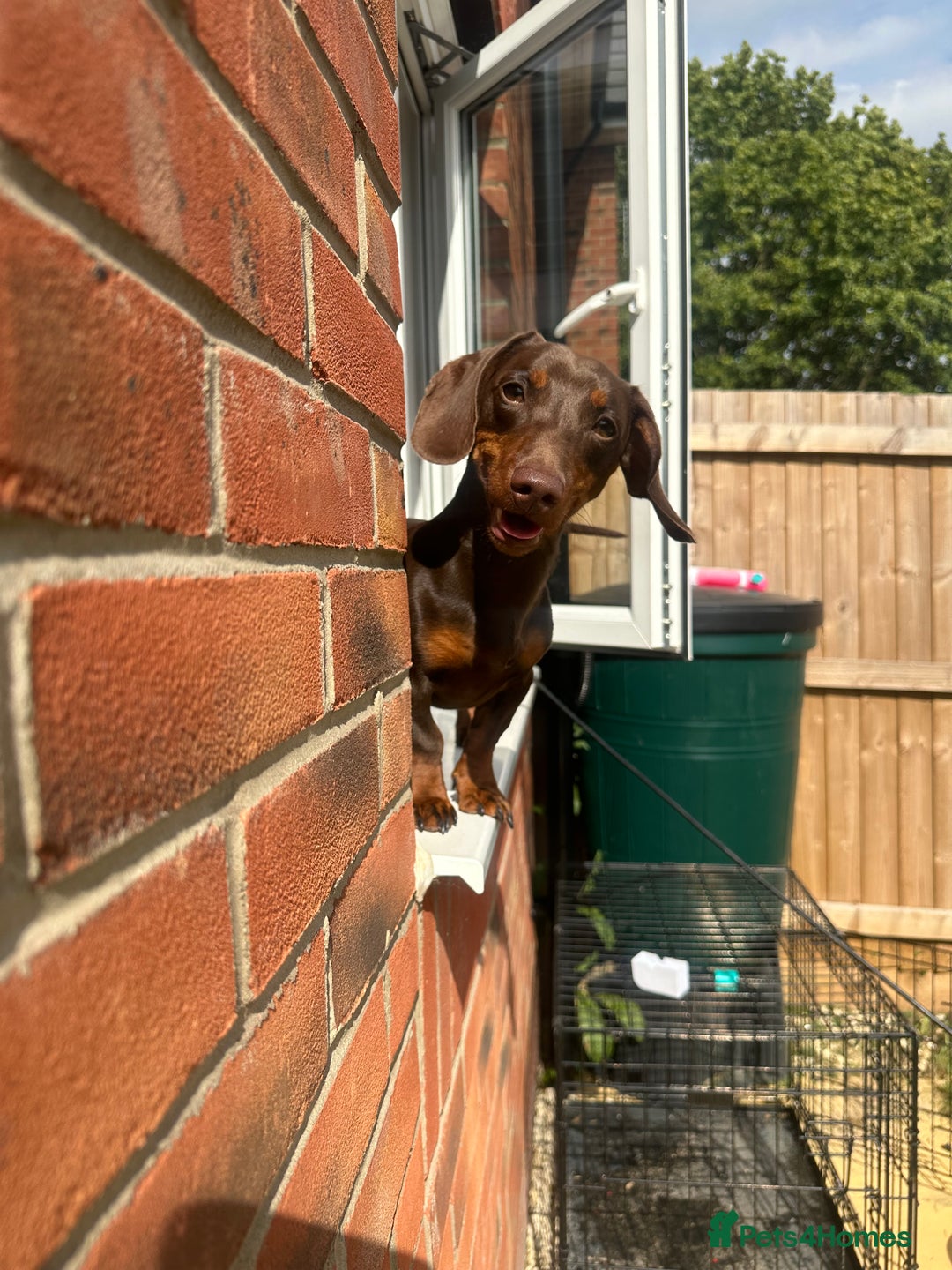 Miniature Dachshund dogs for sale: Miniature dachshund  - Image 5