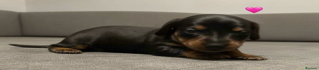 Dachshund Puppy 4