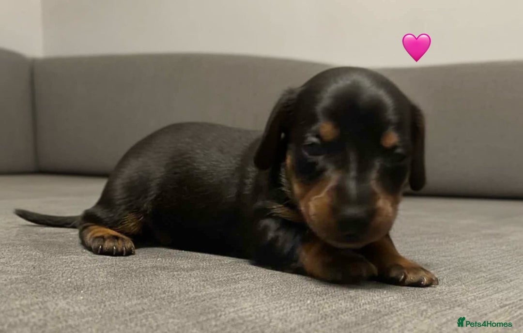 Dachshund dogs for sale: Stunning Dachshund puppies for sale - Image 4