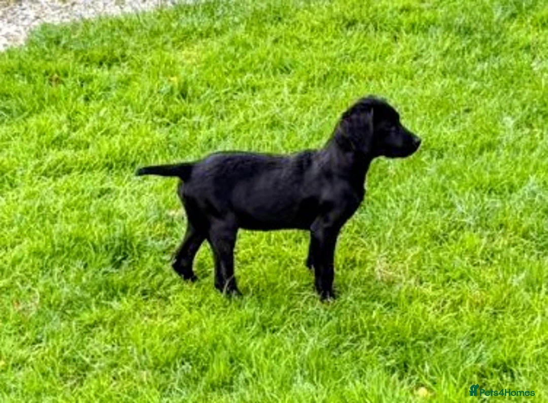 Springador dogs for sale: Springadors  - Advert 1