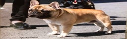 French Bulldog dogs for stud: Henri show winning red fawn stud  - Advert 2