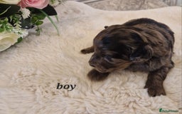 Doxiepoo dogs for sale: Daxipoo  - Image 9