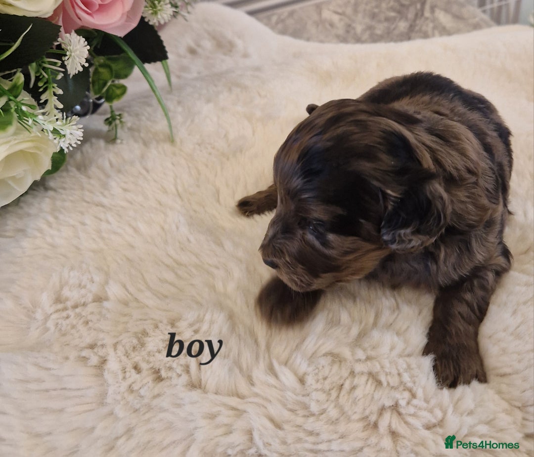 Doxiepoo dogs for sale: Daxipoo  - Image 9