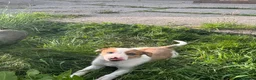 Border Collie dogs for sale: Beautiful pups for sale  - Advert 9