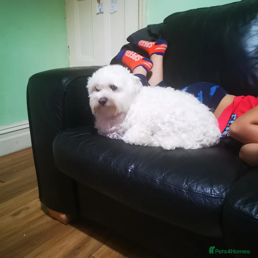 Poochon dogs for sale: Gorgeous Maltipoo Puppy - Advert 4