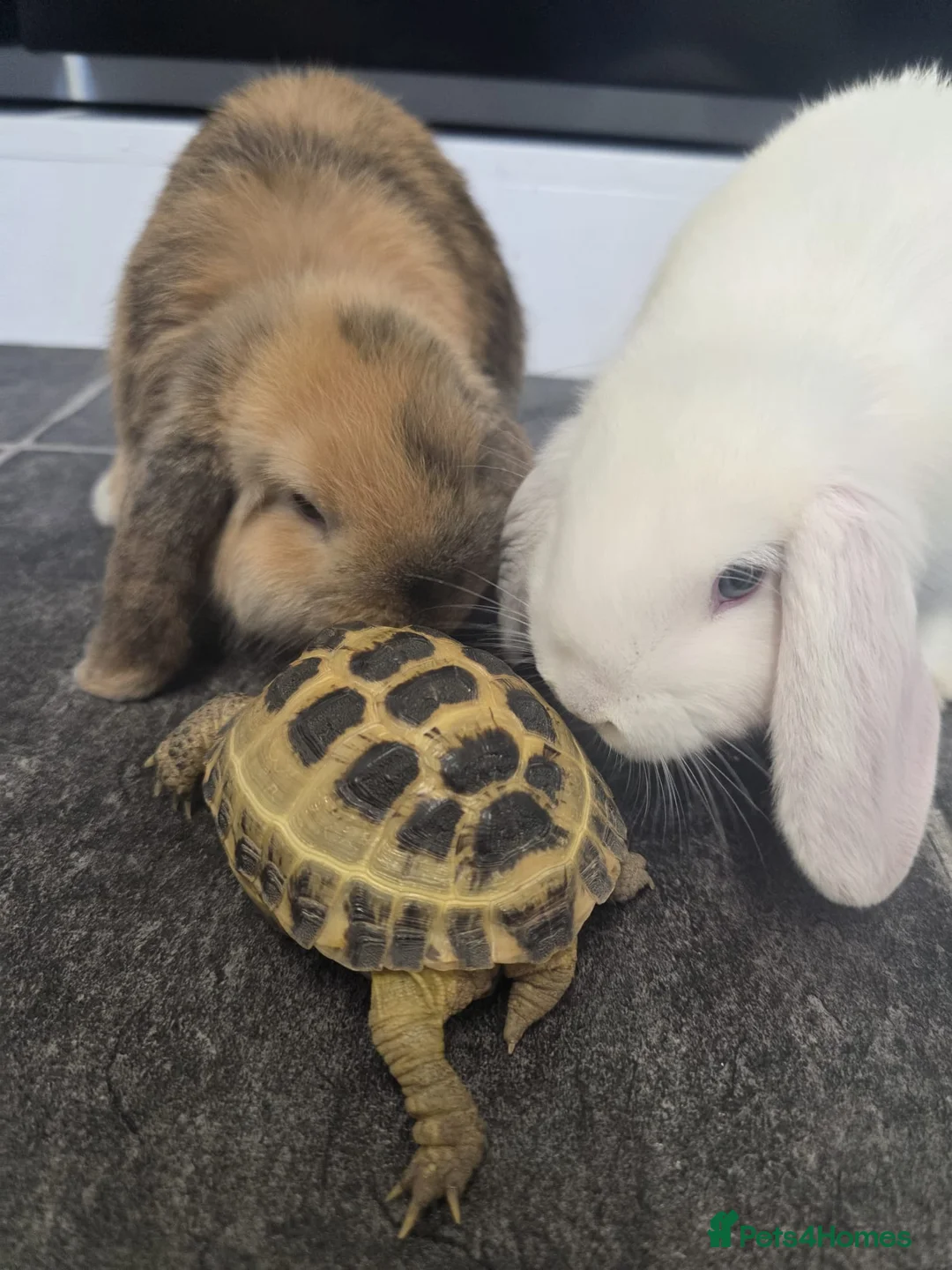 Harlequin rabbits for sale: Free to a good home One mini lop and one harlequin in Manchester - Advert 4