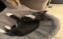 Mixed Breed cats for sale: ✨ Adorable Kittens Looking for Loving Homes ✨ - Image 4